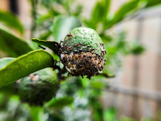 Photo of a bunch of ants on a kaffir lime. Macro photography