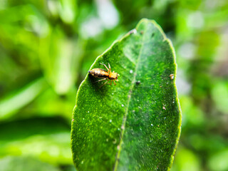 Maratus volans or small spider is on a green leaf, climbing. Macro photography