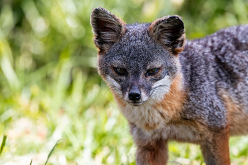 Island fox on Santa Cruz national channel island