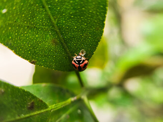 Small red ladybugs with black dots, are on the leaves. Macro photography