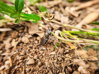 Photo of black soldier fly or Hermetia illucens sitting quietly on the ground while holding a plant. macro Photography