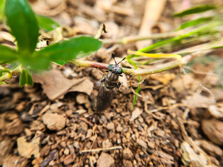 Photo of black soldier fly or Hermetia illucens sitting quietly on the ground while holding a plant. macro Photography