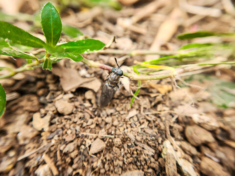 Photo of black soldier fly or Hermetia illucens sitting quietly on the ground while holding a plant. macro Photography - Powered by Adobe