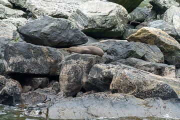 Seal sleeping on a rock in Milford Sound, Fiordland, New Zealand.