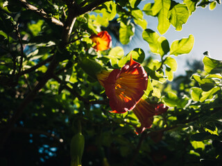 Angels trumpet flower