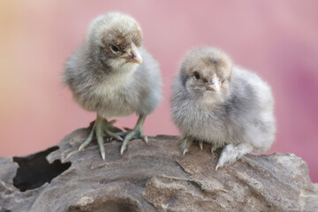 Two newly hatched chicks are learning to find food in a rotting tree trunk. This animal has the...
