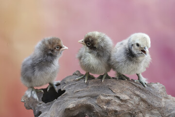 Three newly hatched chicks are learning to find food in a rotting tree trunk. This animal has the...
