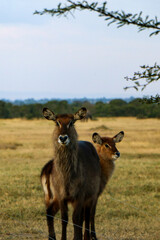 waterbuck in the wild