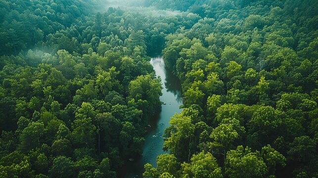 A drone shot of a dense forest with a river winding through it