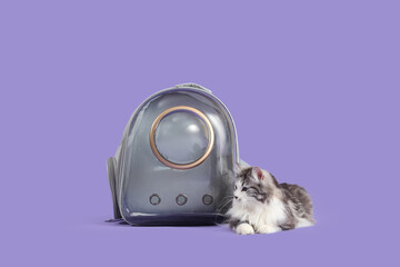 Cute cat with backpack carrier on lilac background