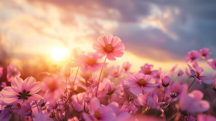 Pink cosmos flowers swaying wind sunset