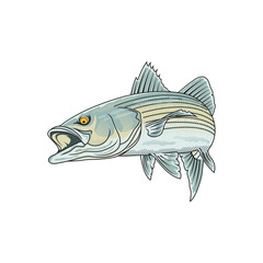 striped bass fishing illustration logo vector image t shirt