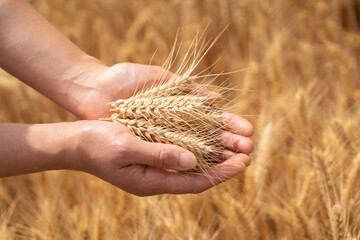 Woman's hands holding the ears of wheat in the wheat field	