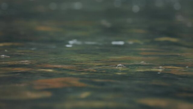 Water strider or Pond Skater on water surface