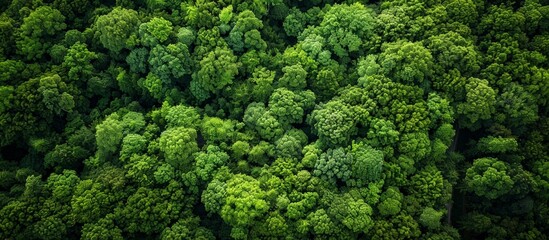 A lush green forest with trees of various sizes. The trees are densely packed, creating a sense of depth and a feeling of being surrounded by nature. Concept of tranquility and serenity