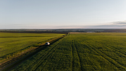 the car drives along a country road at dawn through green fields of wheat
