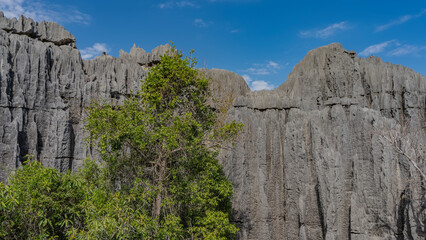 Amazing karst rocks against a background of blue sky and clouds. Steep gray furrowed slopes, sharp peaks. There is a green tree in the foreground. Tsingy De Bemaraha. Madagascar.