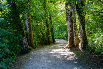 Forest like park in city with path trail for pedestrians