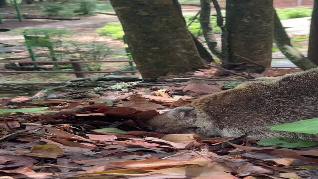 coati de nariz blanca en parque ecologico chipinque monterrey nuevo leon mexico