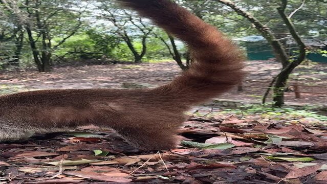 coati de nariz blanca en parque ecologico chipinque monterrey nuevo leon mexico