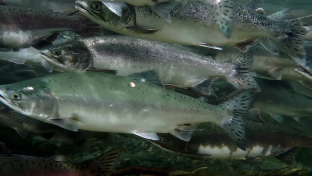 Stunning underwater footage showing a vibrant and bustling school of salmon migrating upstream. These striking fish display their characteristic spots and streamlined bodies as they navigate through