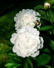Closeup of beautiful white Peonies flower