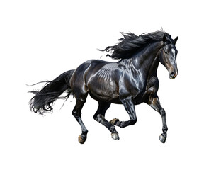 Fototapeta premium A black horse running isolated on a white background 