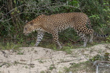 Panthera Paradus Kotiya (Sri Lanka Leopard), posing for the camera.