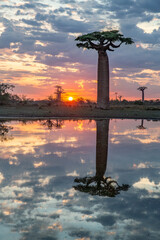 Beautiful Baobab trees at sunset at the avenue of the baobabs in Madagascar