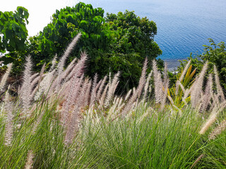 view of the sea from the hill with weed grass in the foreground in the Bukit Lampu area, Teluk...