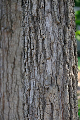 bark of a tree