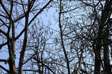 branches against blue sky