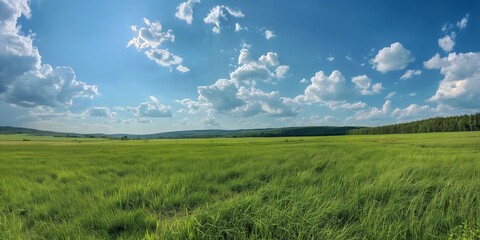 Obraz premium Beautiful natural scenic panorama green field of cut grass into and blue sky with clouds on horizon