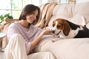 Young woman holding Beagle dog's paw on sofa at home