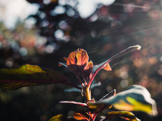 Leaves in the sunlight