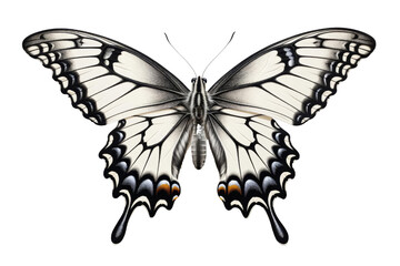 A beautiful black and white butterfly with yellow and orange markings on its wings.