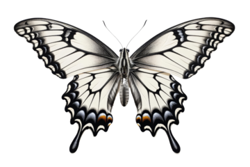 A beautiful black and white butterfly with yellow and orange markings on its wings.