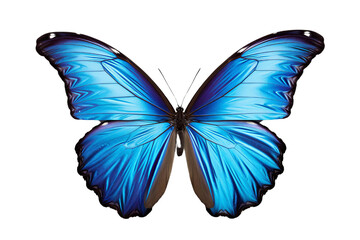A blue butterfly with a black body and yellow-orange markings on its wings.