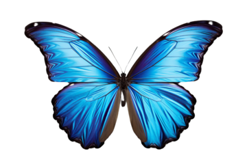 A blue butterfly with a black body and yellow-orange markings on its wings.