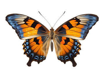 A colorful butterfly with blue, orange and black markings isolated on a black background.