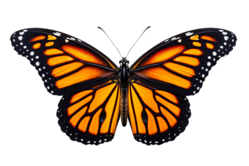 Macro of Monarch butterfly isolated on white background, top view