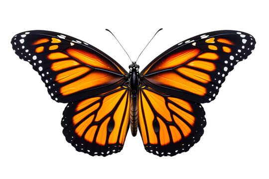 Fototapeta Macro of Monarch butterfly isolated on white background, top view