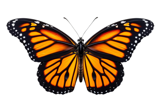 Macro of Monarch butterfly isolated on white background, top view