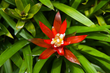 Fototapeta premium A scarlet red airplant seen at Singapore Botanical Garden in 2024