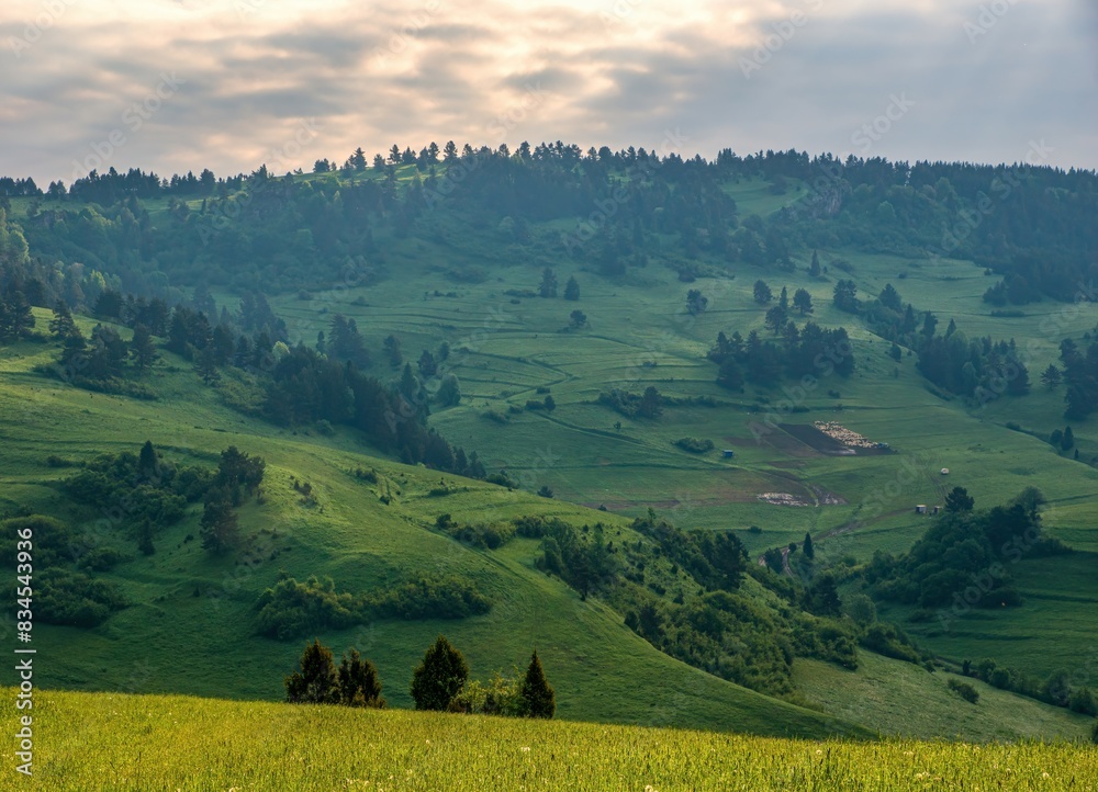 Wall mural green mountain meadows with cattle. mountain pass in pieniny in poland. beautiful, dynamic and hazy 