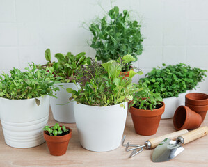 Indoor Herb Garden Kit With Fresh Green Plants