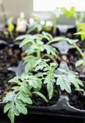 Young tomato seedling plants
