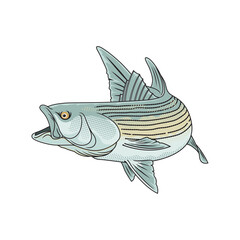 striped bass fishing illustration logo vector image t shirt
