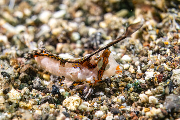 Dactylopus dactylopus - Finger-Leierfisch - Anilao Philippinen