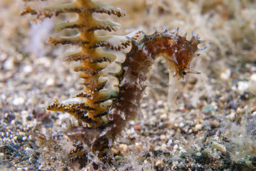 Hippocampus histrix - Dorniges Seepferdchen - Anilao Philippinen